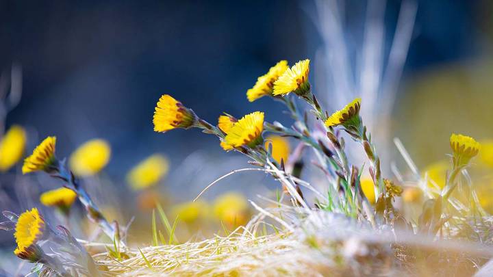 А мать-и-мачеха скоро зацветет: о чем говорят в московских автобусах