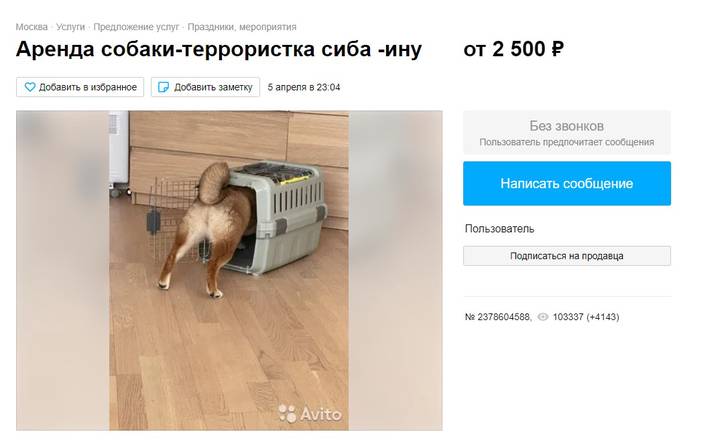 Москвичка сдает в аренду собаку, которая «уничтожит любое желание заводить животное»