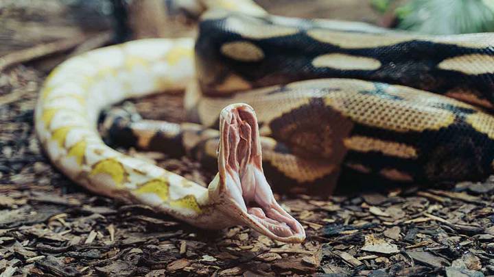 Позавидуем змеям