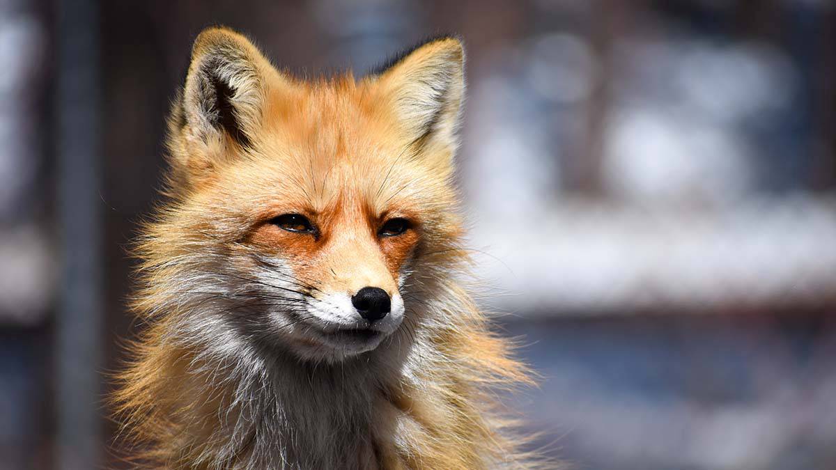 Москвичам объяснили, что делать с поселившимся по соседству семейством лис