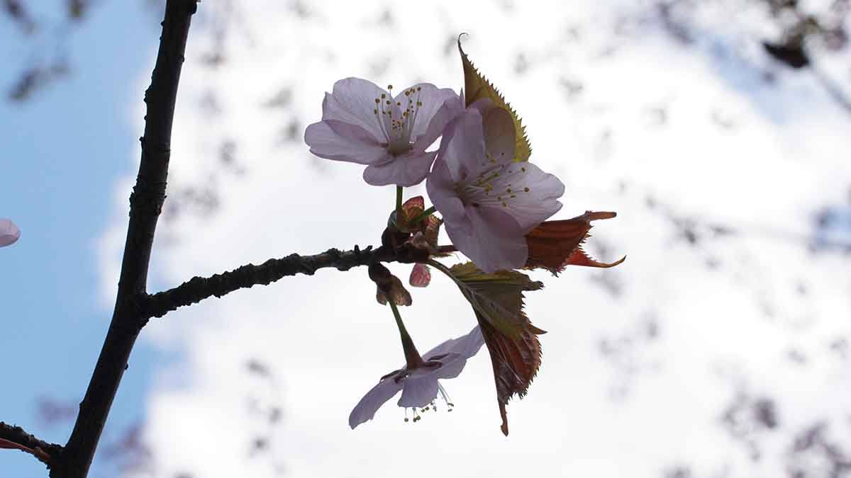 Сезон цветения сакуры стартовал в Токио