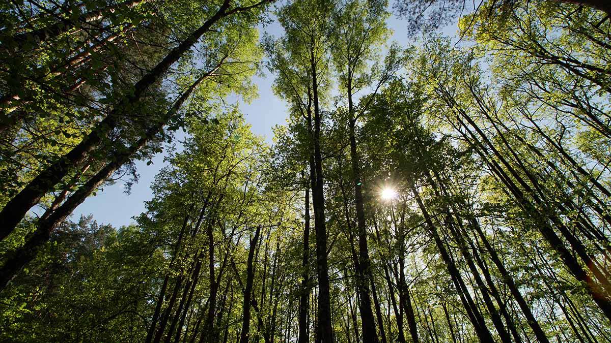 Посещение лесов в Подмосковье ограничат с 22 апреля из-за риска пожаров