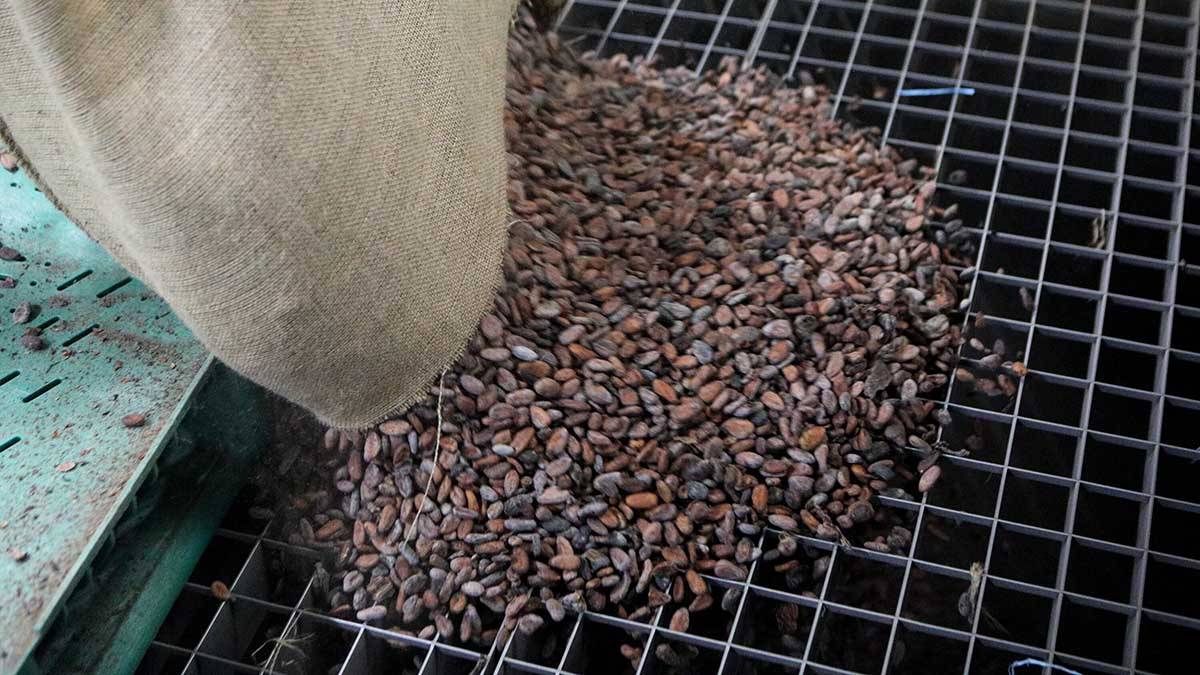 Экономист Родионов объяснил биржевой взлет цен на какао-бобы 