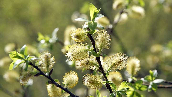 Весенняя свежесть взгляда