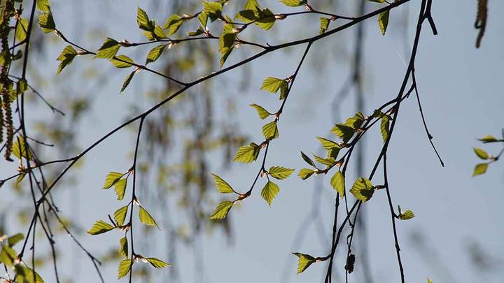 Погоня за вечной весной