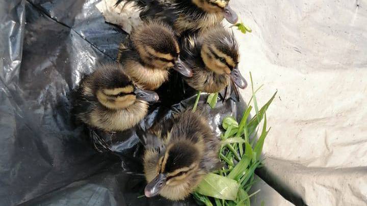 Специалисты «Мосводостока» спасли утят на Варшавском пруду