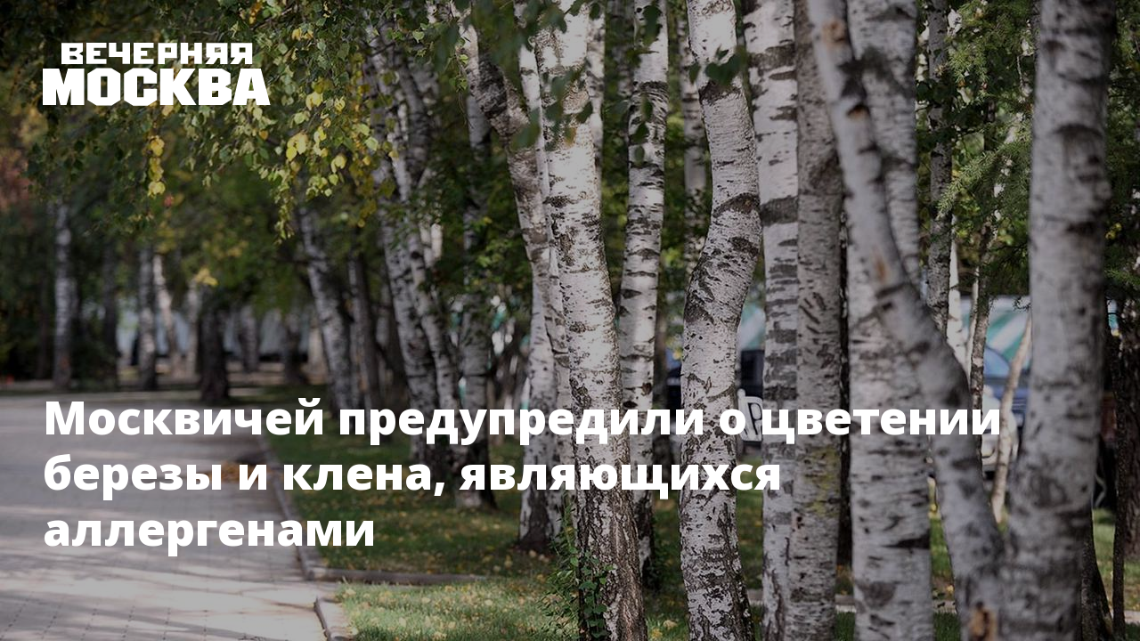 Цветение березы в москве в 2024 году. Березы цветут березы. Зветение берёзы в Москве. Увидел цветущую березу. Береза зацвела в Москве 2022.