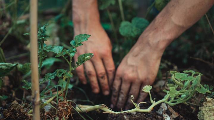 Клоп-солдатик и жук-щелкун: как бороться с вредителями урожая