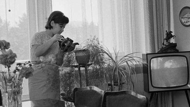 Фиалку посадим, мед достанем