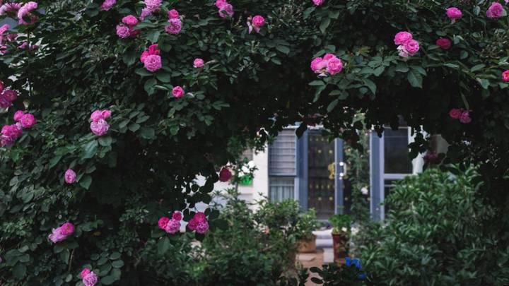 Пышным цветом радует миндаль: как без лишних затрат украсить сад красивыми кустами