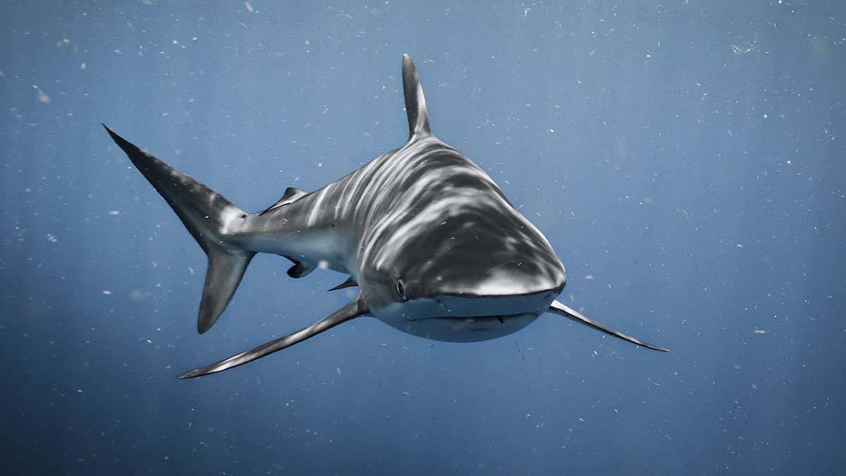 «Единственный способ»: как выжить при нападении акулы