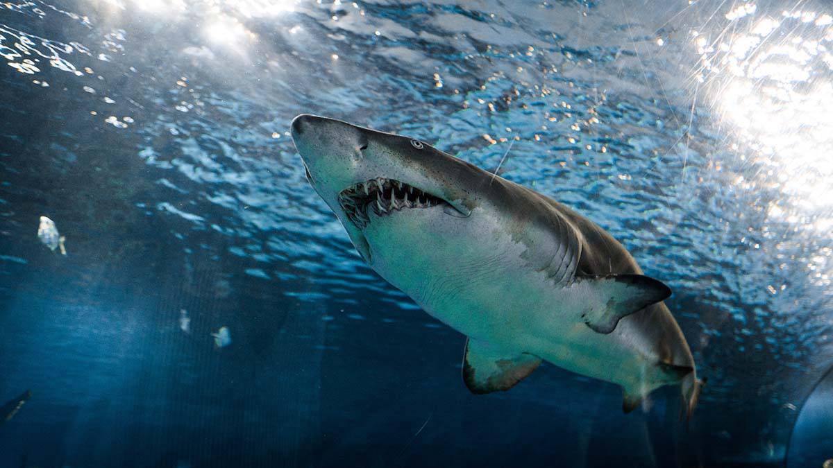 Пожилой мужчина обнаружил на британском пляже одну из самых огромных акул в мире