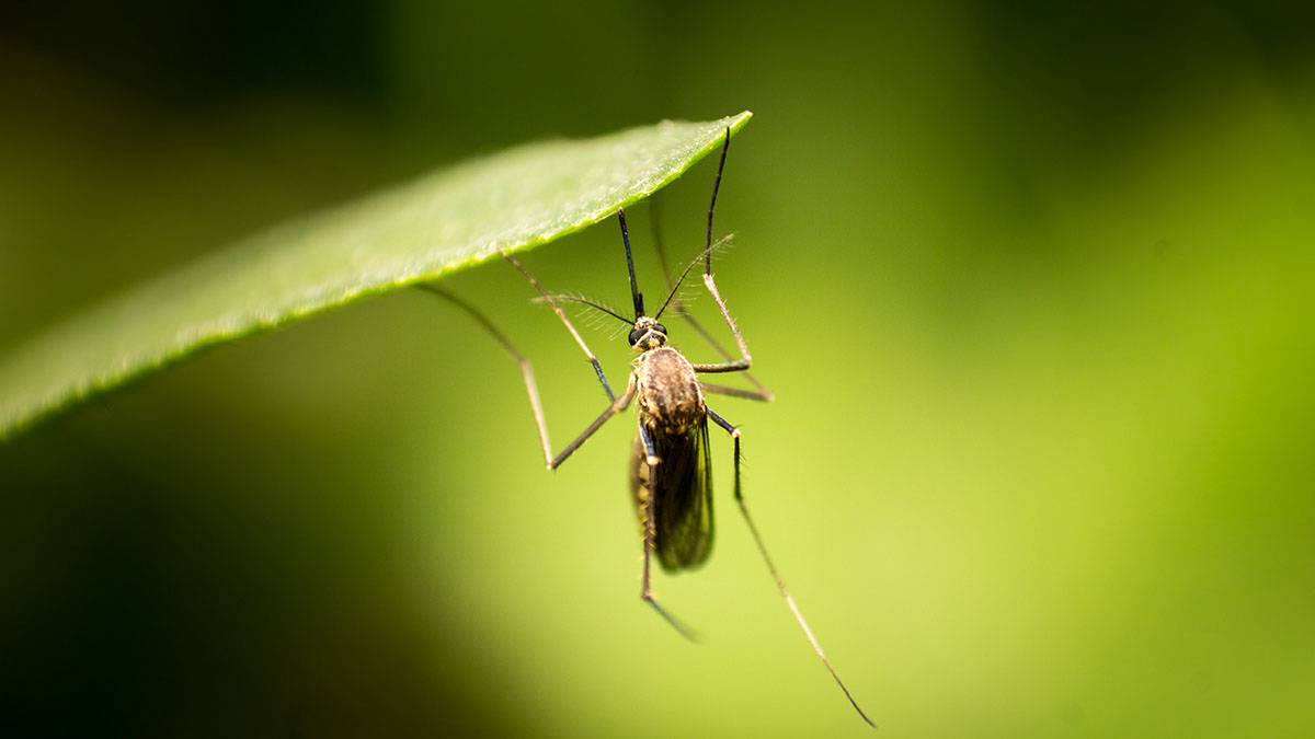 Роспотребнадзор оценил риски распространения лихорадки денге в России