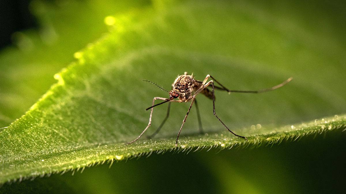 Ученые выяснили, почему некоторые люди чаще других привлекают комаров