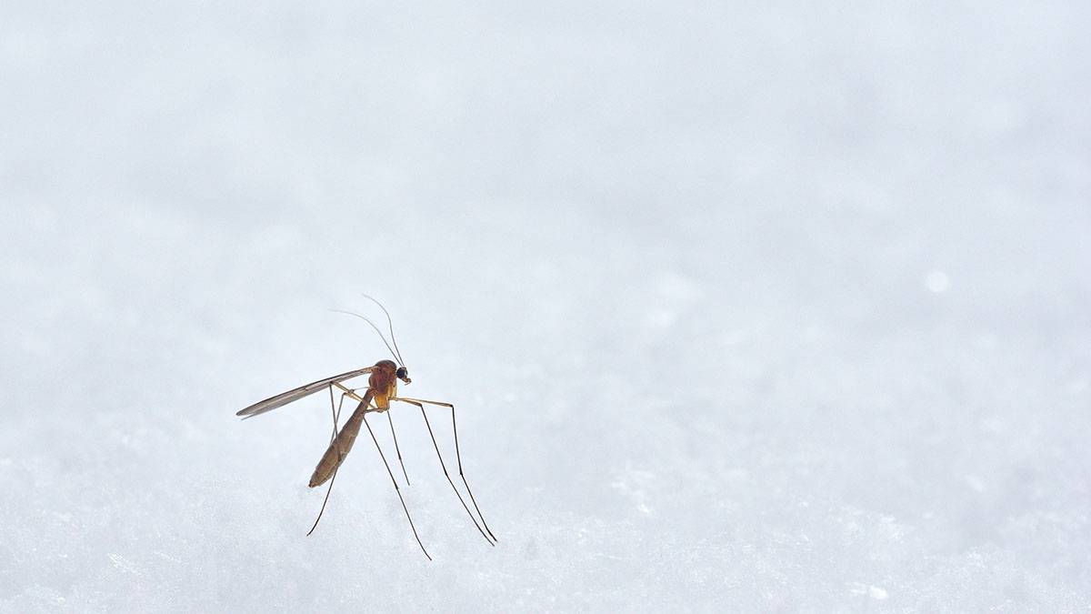 Врач Быков предупредил об опасности нанесения средства от комаров на лицо