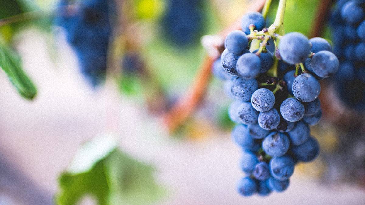Гастроэнтеролог Утюмова рассказала об опасности винограда для некоторых людей