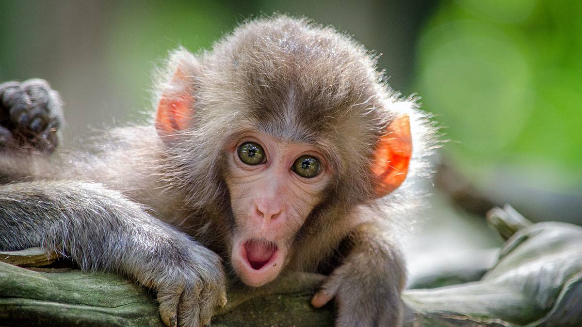Врач оценил угрозу распространения оспы обезьян