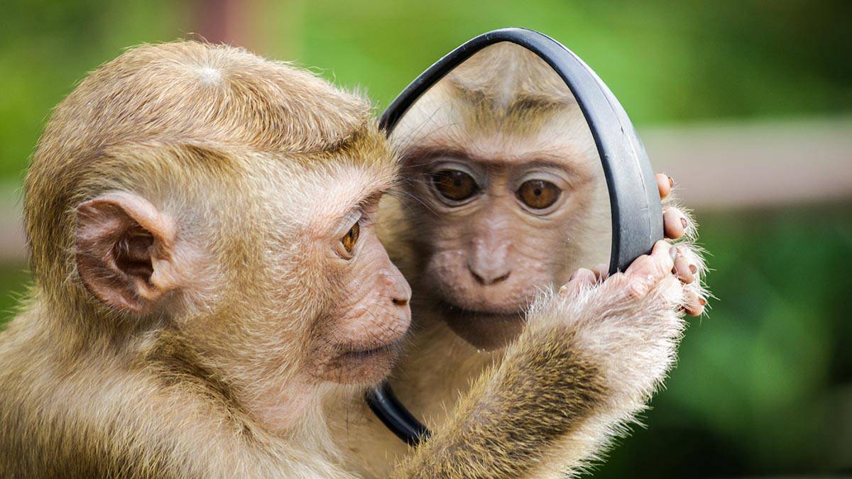 AP: Ученые выявили более 240 заражений новым штаммом оспы обезьян в Конго