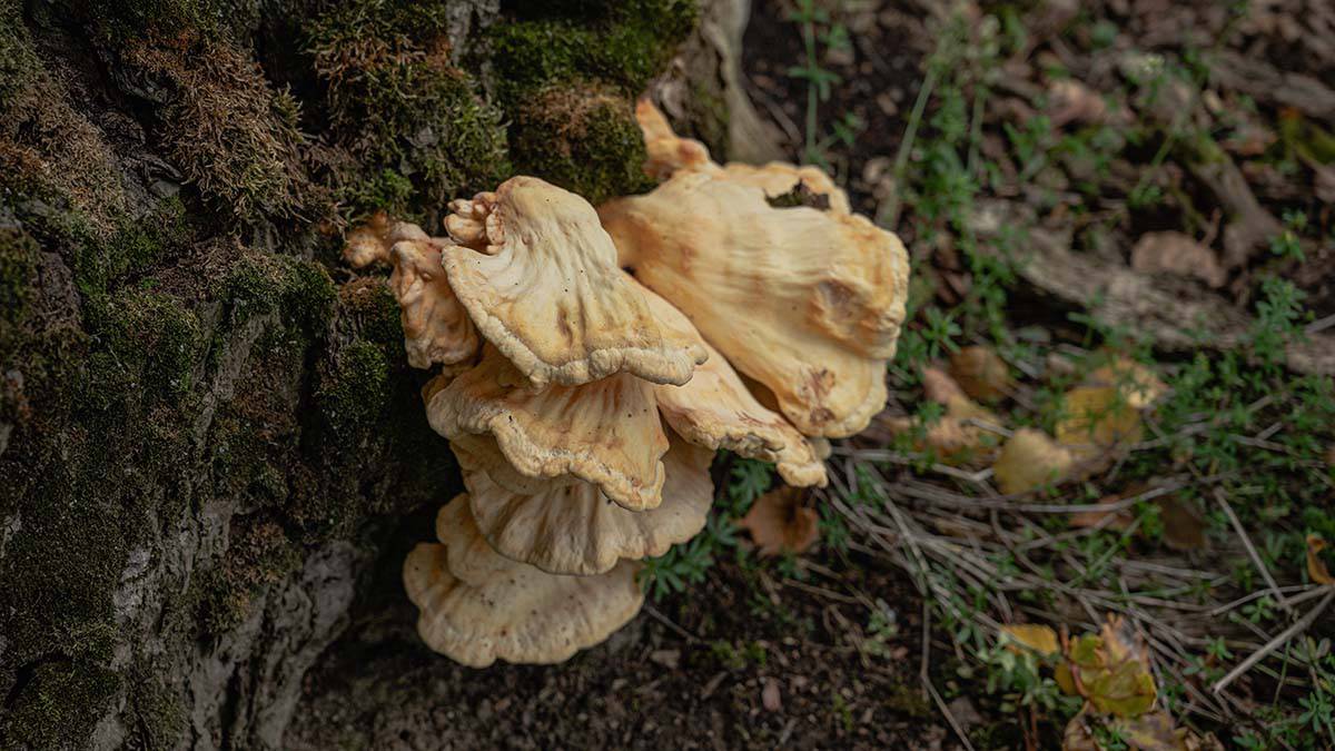 Детские поделки из природного материала: грибы своими руками | Креаликум