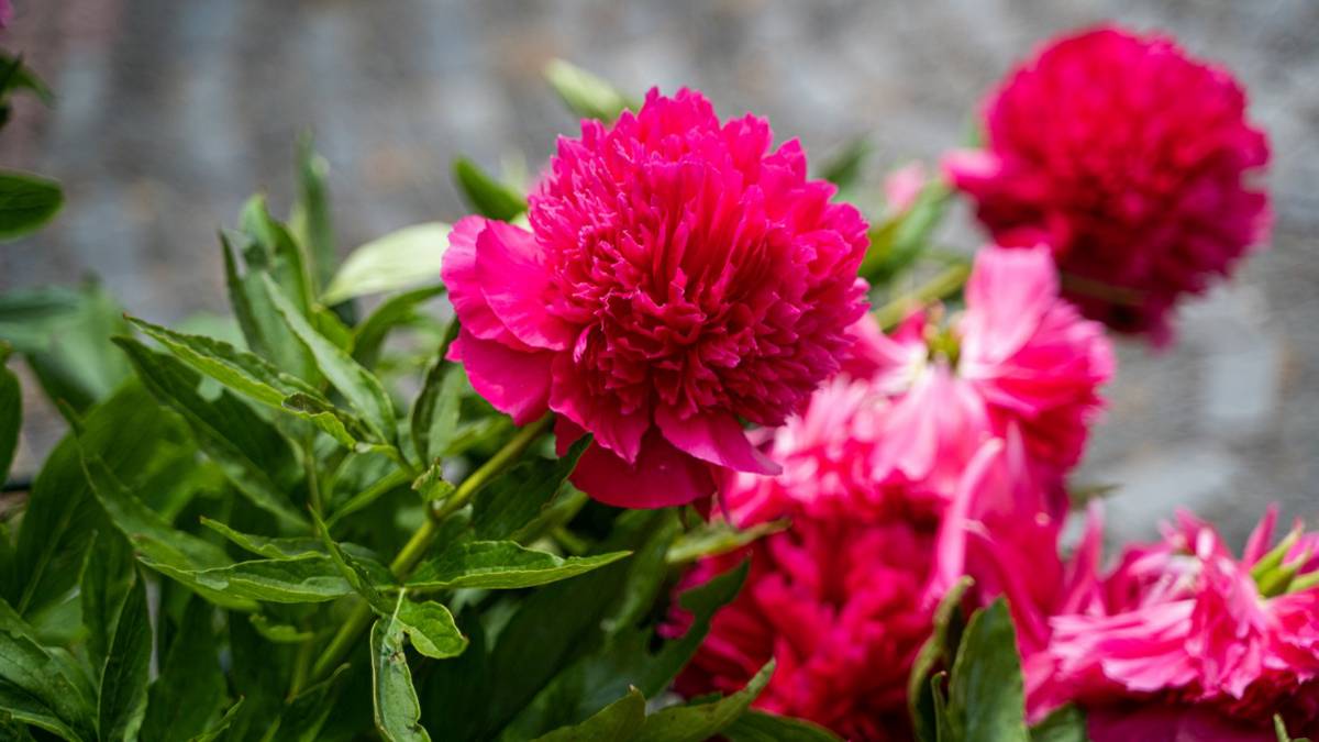 Мосприрода составила весенний календарь цветения растений в городе