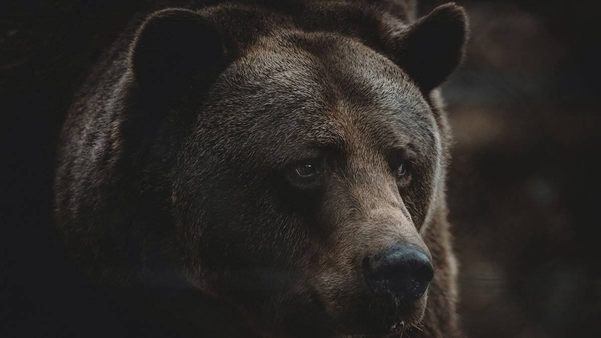 Жительница Магаданской области прогнала медведя палкой и попала на видео
