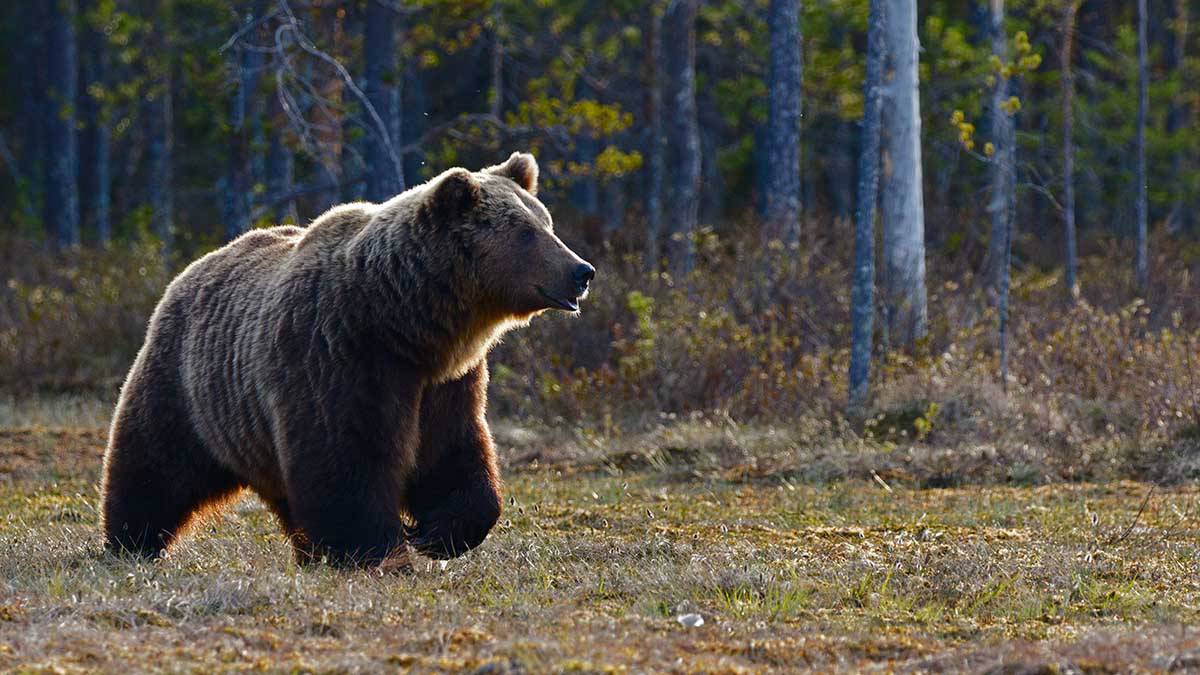AP: Медведь в США ворвался в кондитерскую, съел 60 капкейков и сбежал