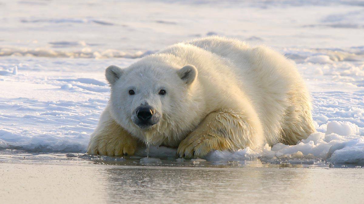 Московский зоопарк показал реакцию Айки на подарок ко Дню полярного медведя