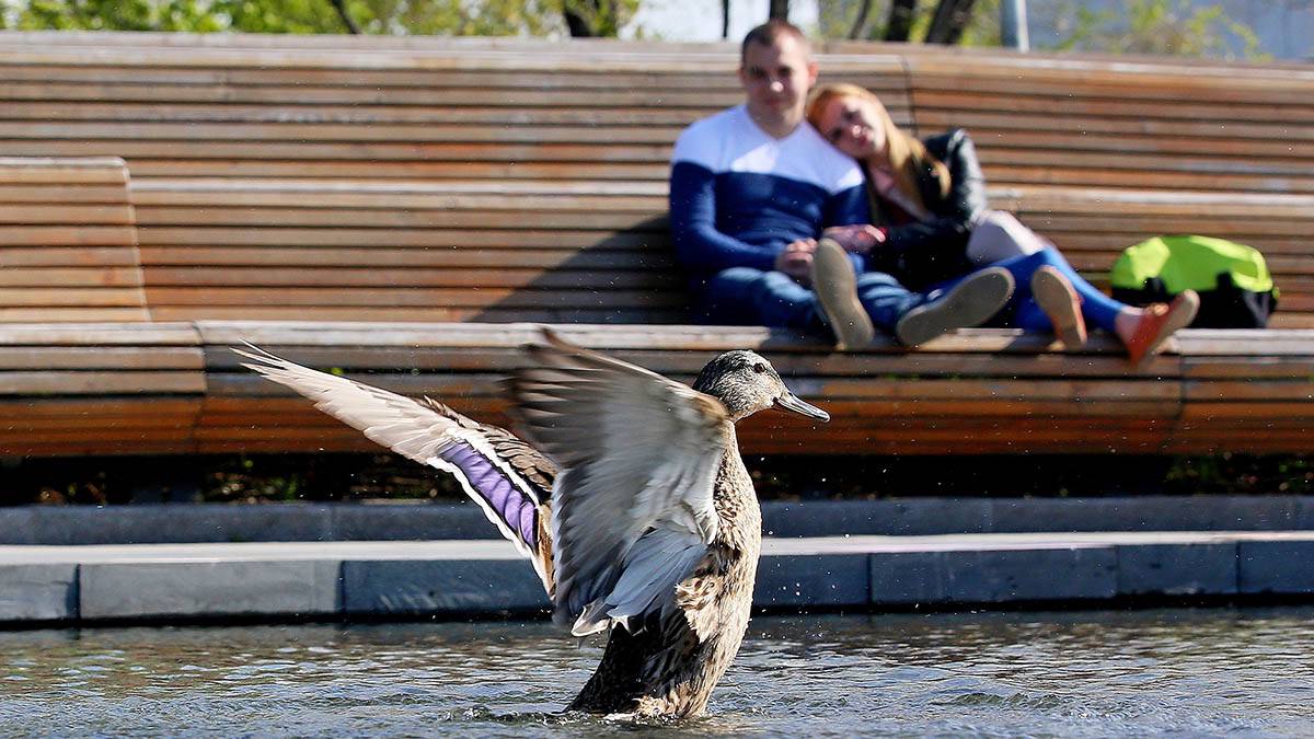 Специалисты предупредили жителей Москвы о вреде хлеба для птиц 