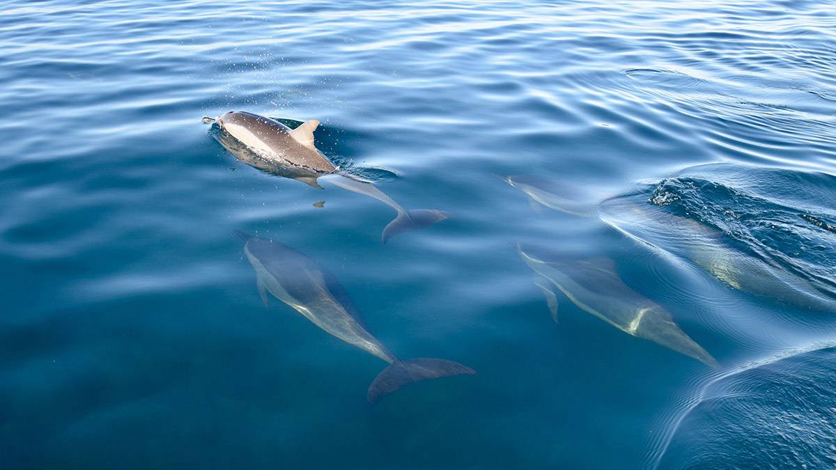 Юрист Кваша разъяснил, какое наказание ждет владельца дельфинов, выброшенных в море