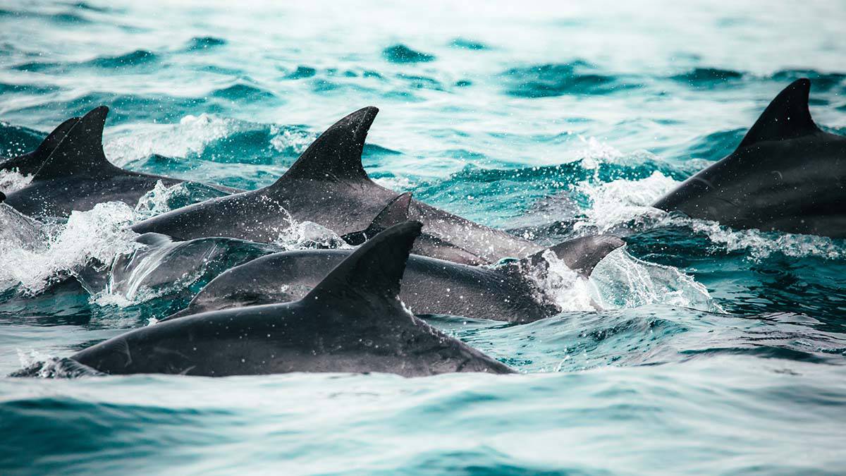 Мертвого дельфина нашли подвешенным в сарае в Анапе