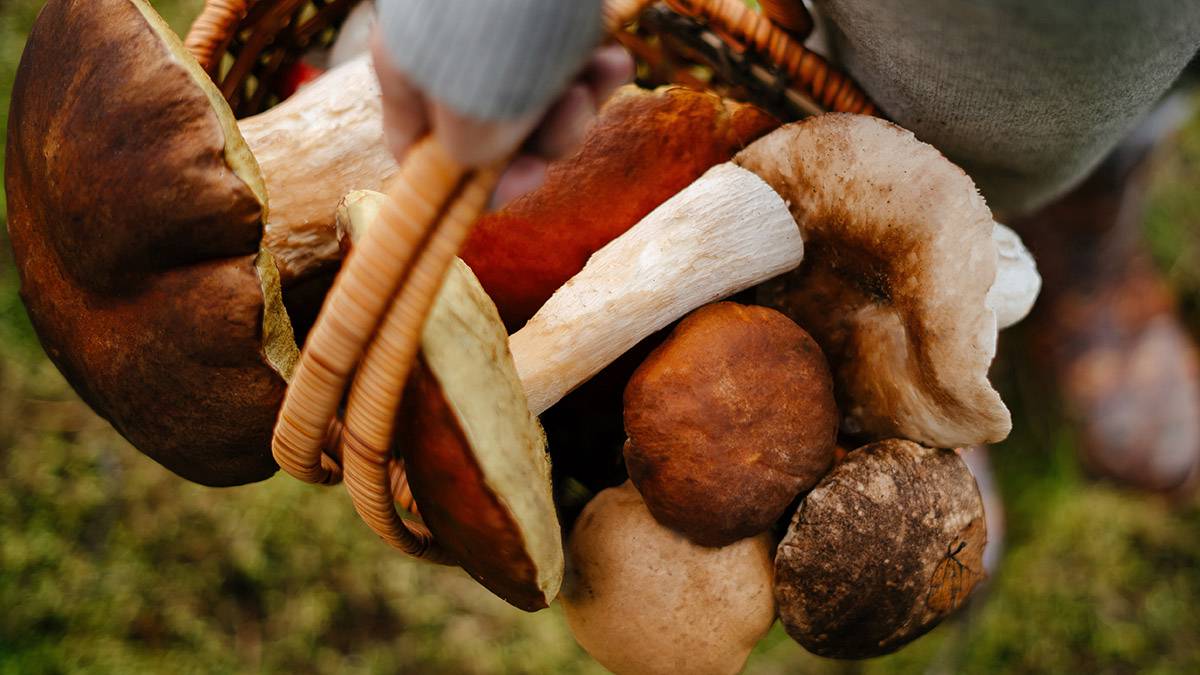 Россиянам рассказали, как отличить съедобные грибы от их ядовитых  «двойников»