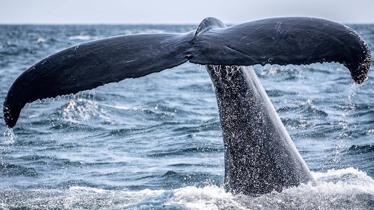 Росприроднадзор: Спасти краснокнижного кита у Териберки не позволяет его мать