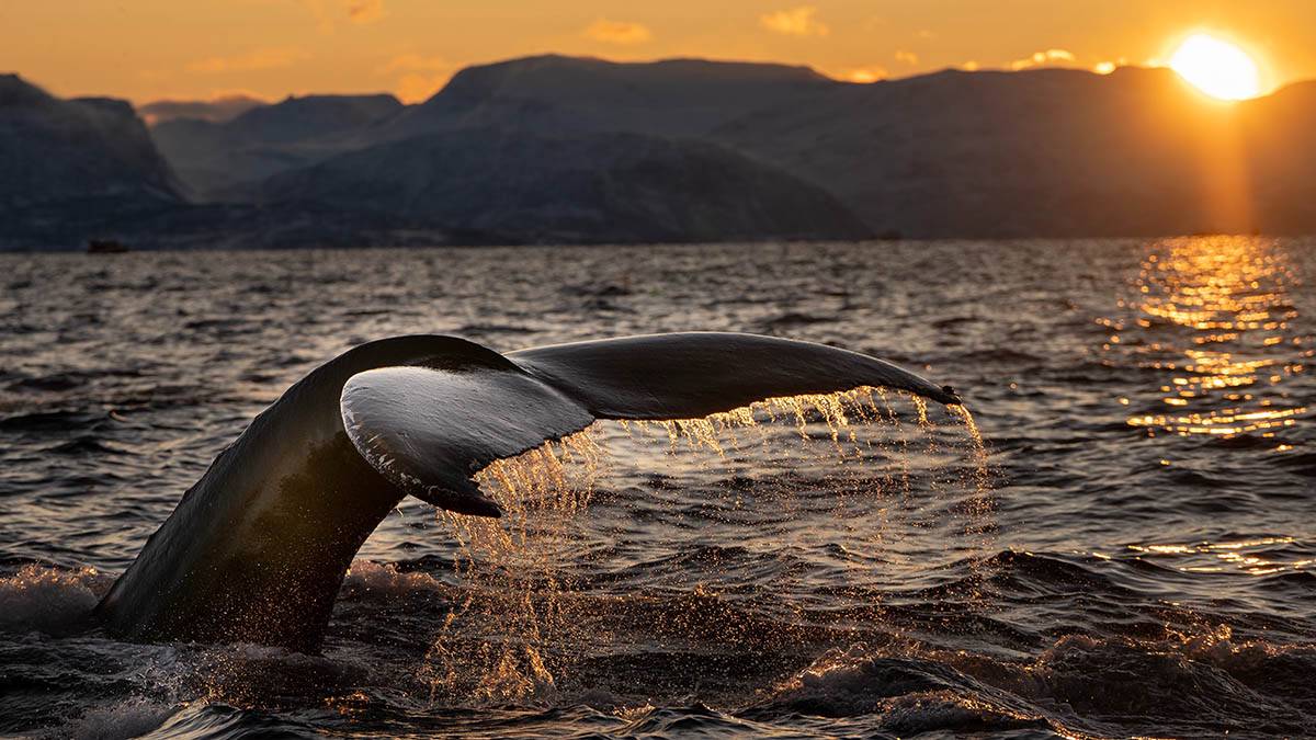 Росприроднадзор: В Мурманской области спасают кита, который запутался в сетях