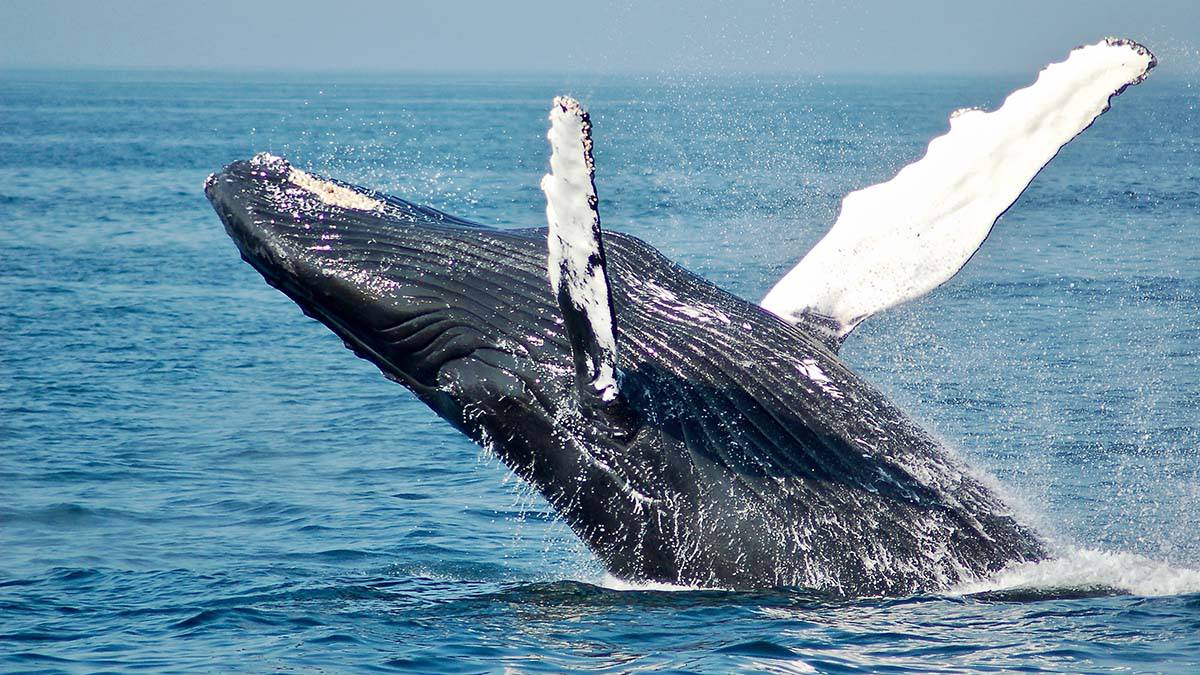 Зоолог рассказал о сложностях спасения кита в Охотском море