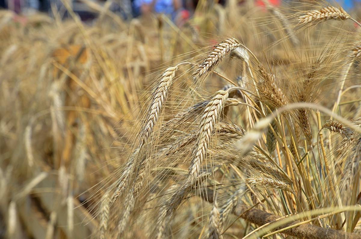 В Подмосковье планируют собрать около 500 тысяч тонн зерновых в 2022 году 