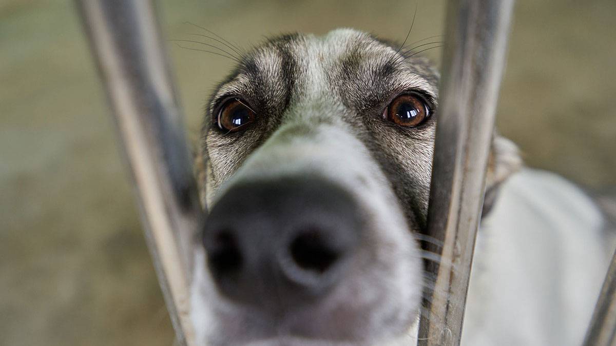 «Выбросил — плати»: какое наказание ждет безответственных хозяев домашних животных