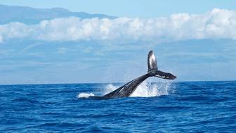 Кита, запутавшегося в рыболовных сетях у побережья Германии, удалось спасти