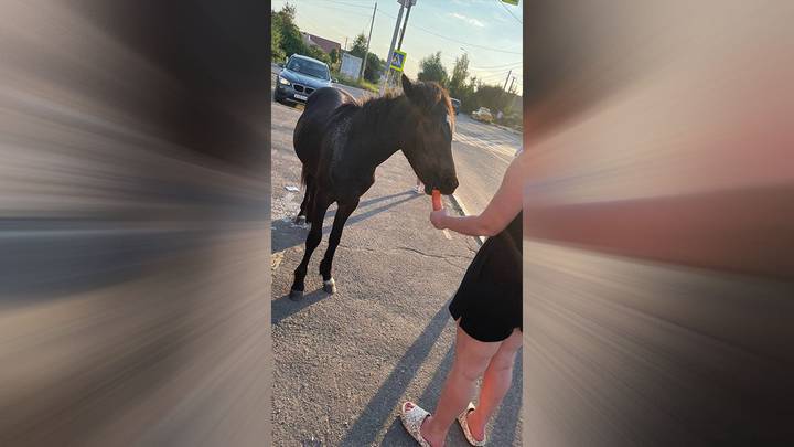 Покалеченные шкуры и трупный яд: в Подмосковье нашли «концлагерь» для лошадей