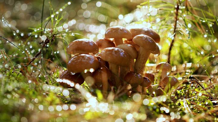 Миколог Вишневский рассказал, какие грибы можно найти в подмосковных лесах весной