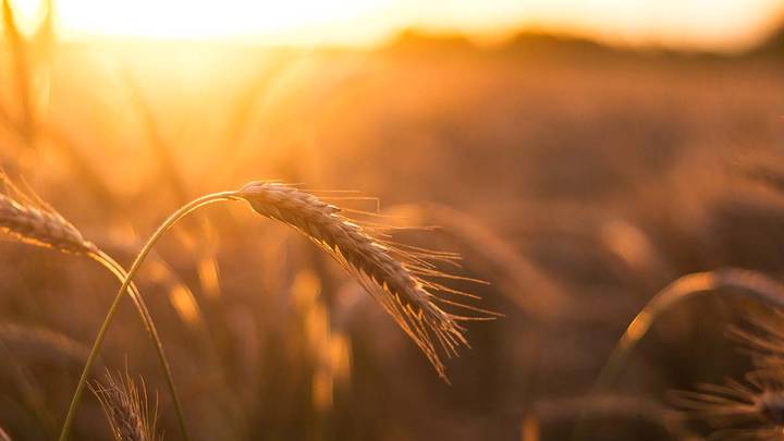 Хлебные договоренности: чем закончится ситуация вокруг «зерновой сделки»