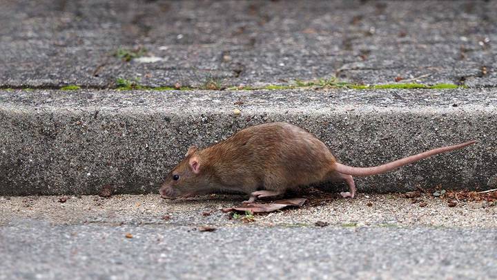 Профессор Чумаков назвал основной фактор, который способствует распространению чумы Профессор Чумаков назвал основной фактор, который способствует распространению чумы
