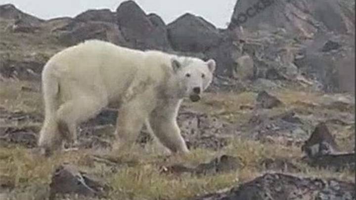 Ветеринары успешно извлекли банку из пасти белого медведя в Красноярском крае