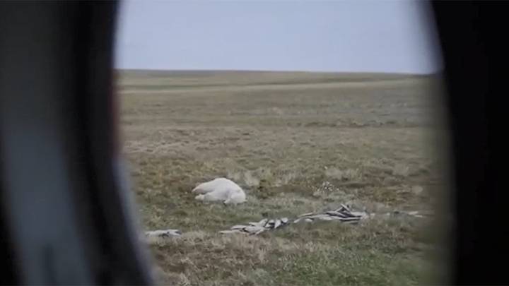 Спасенную в Диксоне медведицу выпустили в естественную среду обитания с запасом рыбы