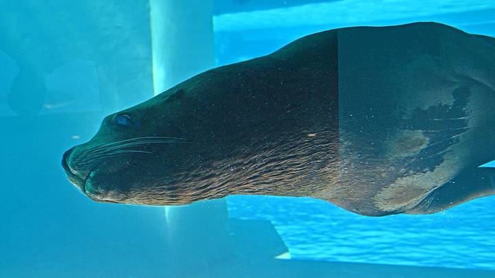 Новый дом для ластоногих