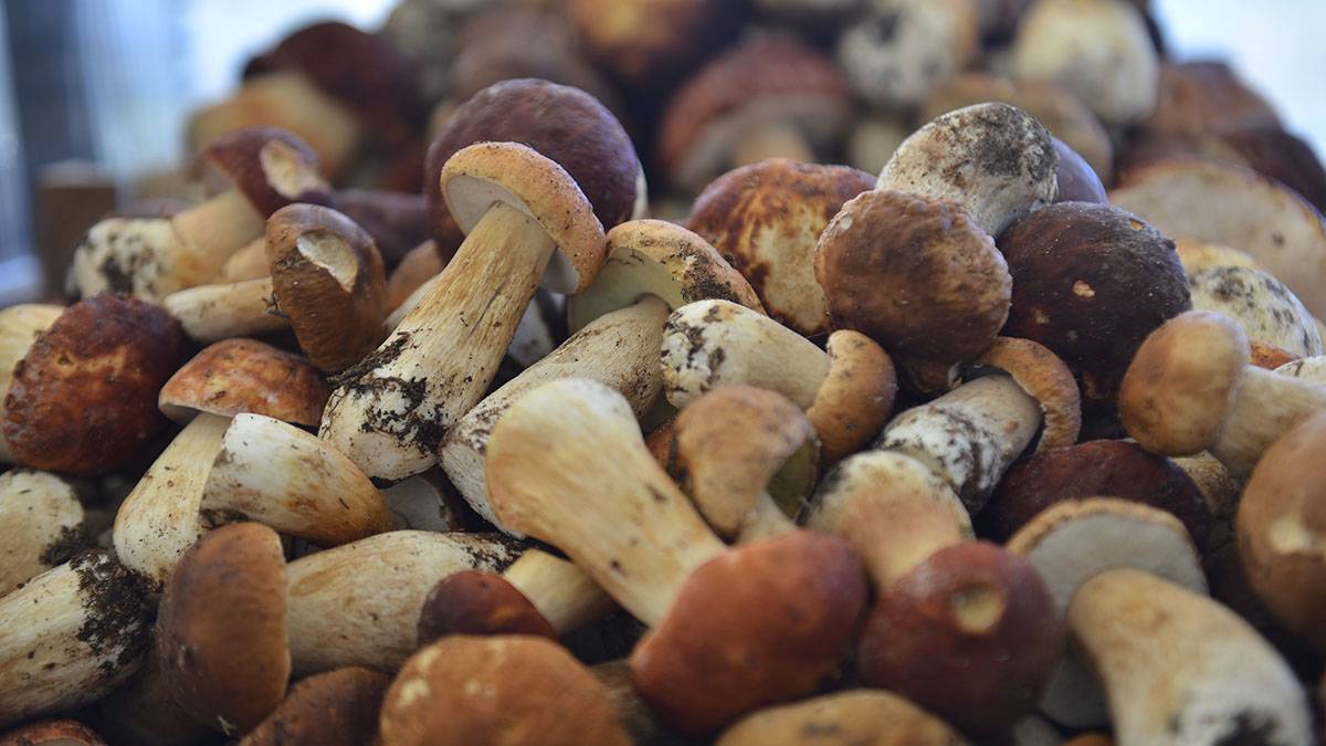 В лес на «грибалку»: москвичам рассказали, какие виды грибов можно встретить осенью
