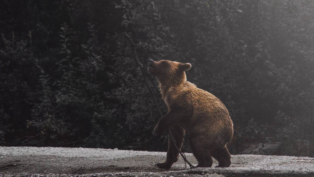 Медведь гризли убил семейную пару в национальном парке в Канаде
