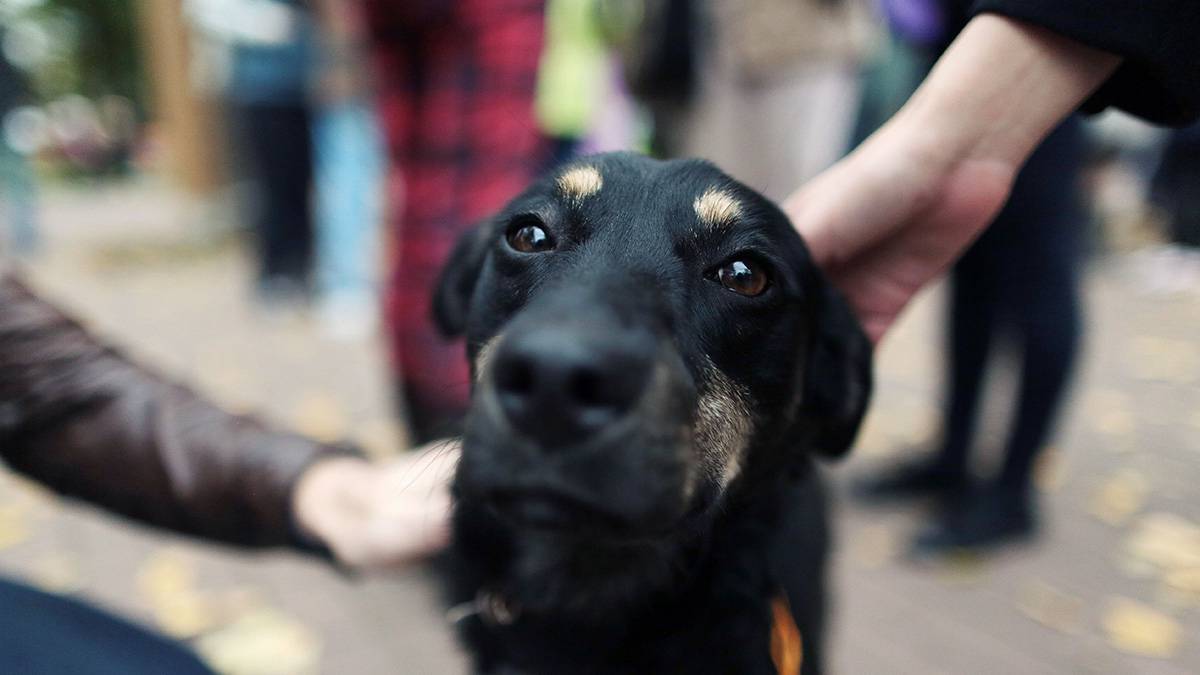 Москвичам рассказали, как столичные НКО помогают бездомным животным