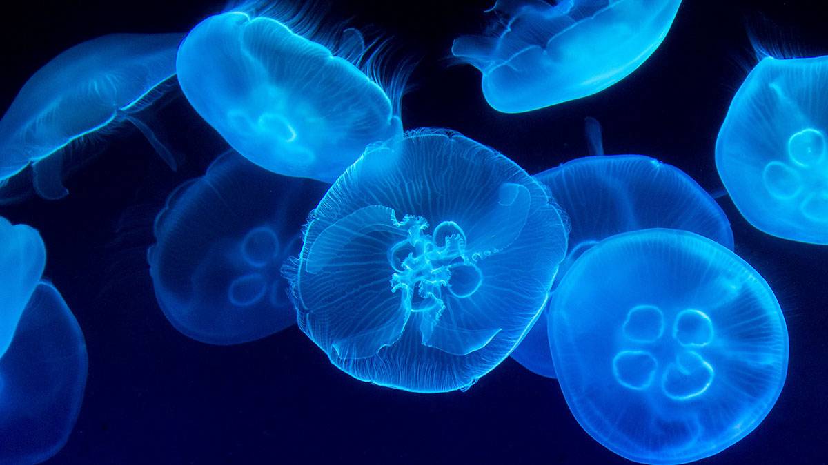 TourDom: Побережье турецкой Антальи заполонили гигантские медузы 