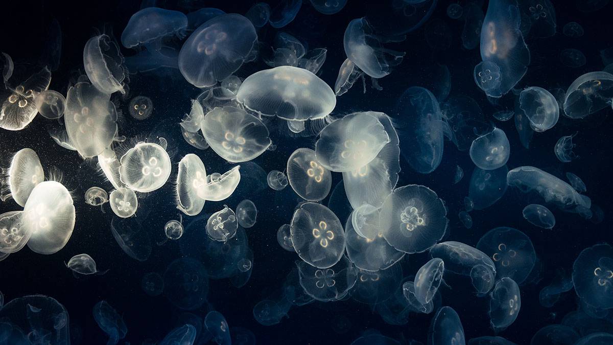 Профессор предупредила об опасности купания в Крыму на фоне «нашествия» медуз