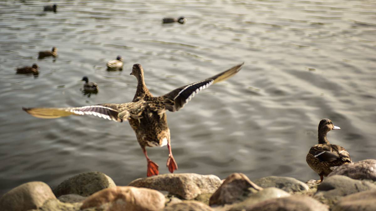 Подкормка водоплавающих птиц — за и против